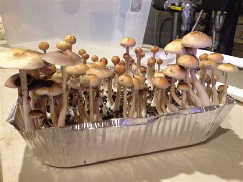 Psilocybe Cubensis products are intended for microscopy and taxonomy purposes ONLY. . Best substrate for golden teacher